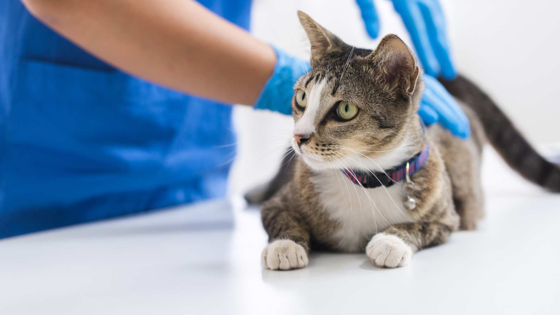 Anemia en Gatos Causas, Síntomas y Tratamiento Cacttus